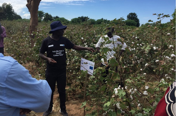 ICAC, ITC sign agreement to double yields of atleast 50,000 Zambian cotton  farmers