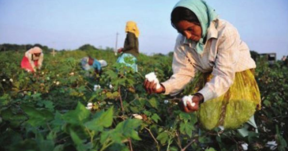 New study on Better Cotton's impact in India shows improved profitability  and positive environmental impact - Better Cotton