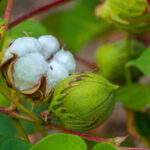 Sircilla’s green cotton briefs all set to enter US markets