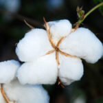Kenya to leverage Bt cotton to revive textile-apparel sector