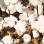 Tamil Nadu seeks immediate quota for duty-free cotton imports