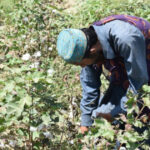 Sustainable cotton farming takes root in Pakistan with Premium Organic Cotton Project
