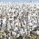 Decline in domestic cotton production, foreign dependence on raw materials may increase