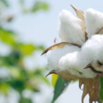 Cotton trading center important step to establish textile cluster in Xinjiang