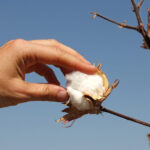 Growing interest among youth to find advanced applications for cotton