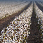 23% of US Cotton acreage aligned with the US Cotton Trust Protocol