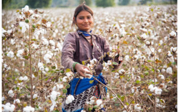 USDA forecasts 3% growth in global cotton consumption