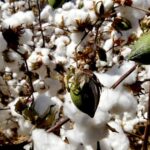 ACSA joins hands with Brazil and Australia to help increase the value of cotton