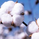Advocating for removal of import duty on US cotton