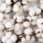 CAI nationwide meeting on Indian Cotton and Textile Industry