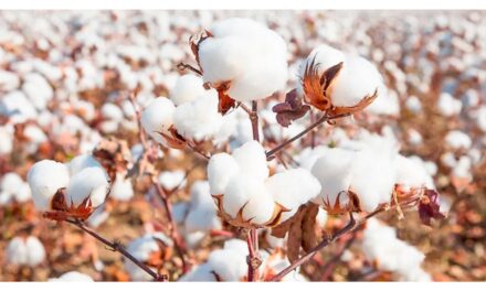 Industry seeks better availability of cotton – better prices and productivity needed