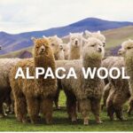 Marks & Spencer reverses ban on alpaca wool