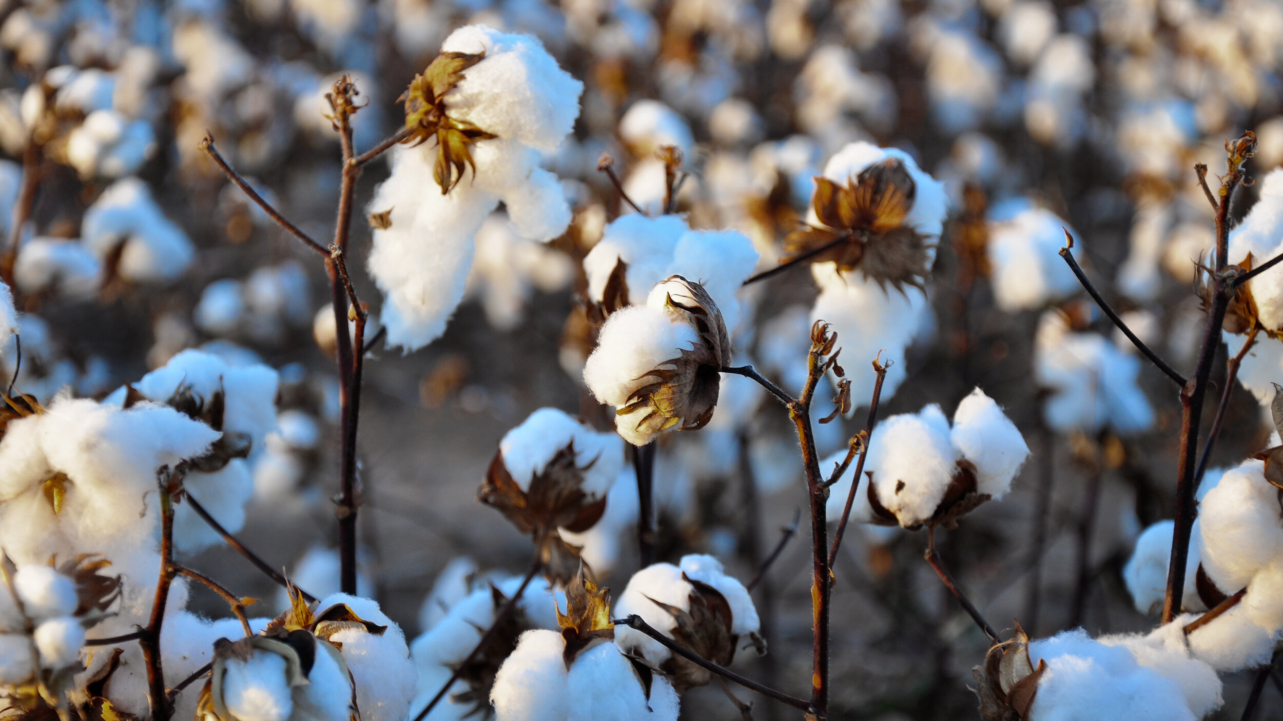 Bangladesh and Vietnam will lead the growth in cotton consumption in the next decade