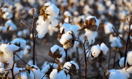 Bangladesh and Vietnam will lead the growth in cotton consumption in the next decade