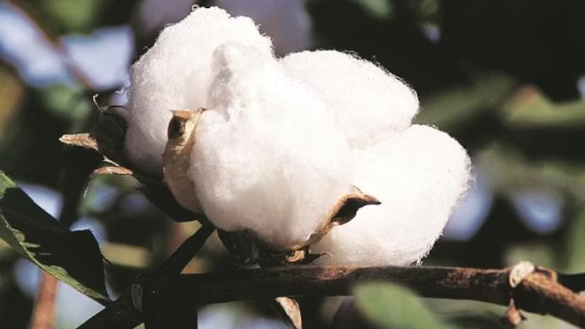 India set to approve improved Bt cotton