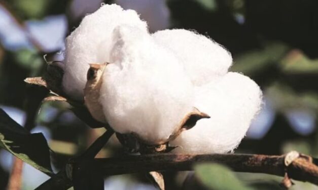 India set to approve improved Bt cotton variety: Giriraj Singh