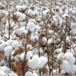 India will be the second largest cotton consumer country in this decade