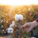 Cotton acreage declines 9% amid high production costs and changing rain patterns