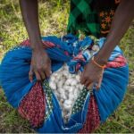 Aid by Trade Foundation joins international alliance for sustainable cotton production in Chad